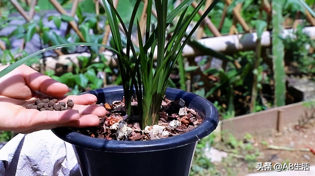 蒙山之春此花浓妆艳抹,彩块鲜红,是养兰人争相收藏的精品