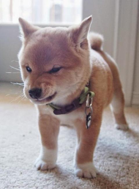 狗狗躺下露肚子不让摸,狗狗在外面不让主人摸