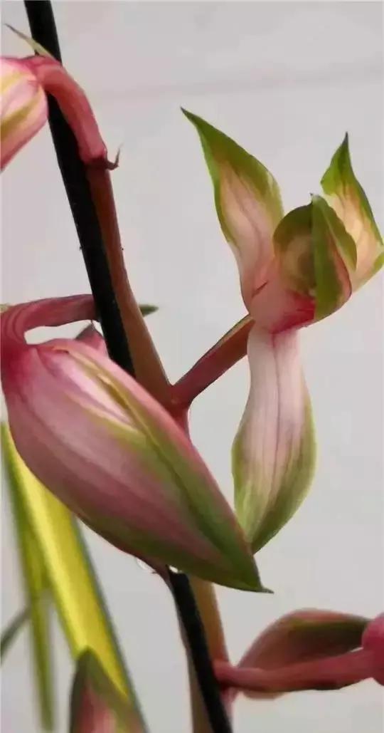 随州蕙兰的好兰花特点图片,随州兰花紫秀寒兰