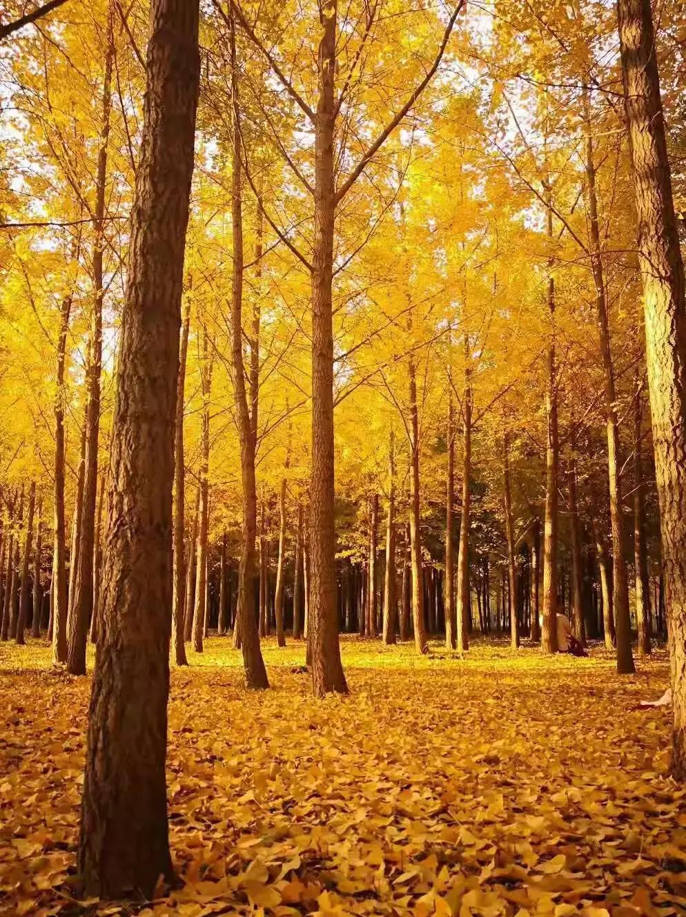 喀什叶城县哪里白杨树比较多,喀什白杨苗