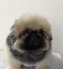 可爱呆萌的小奶狗视频,可爱可奶呆萌的小奶狗