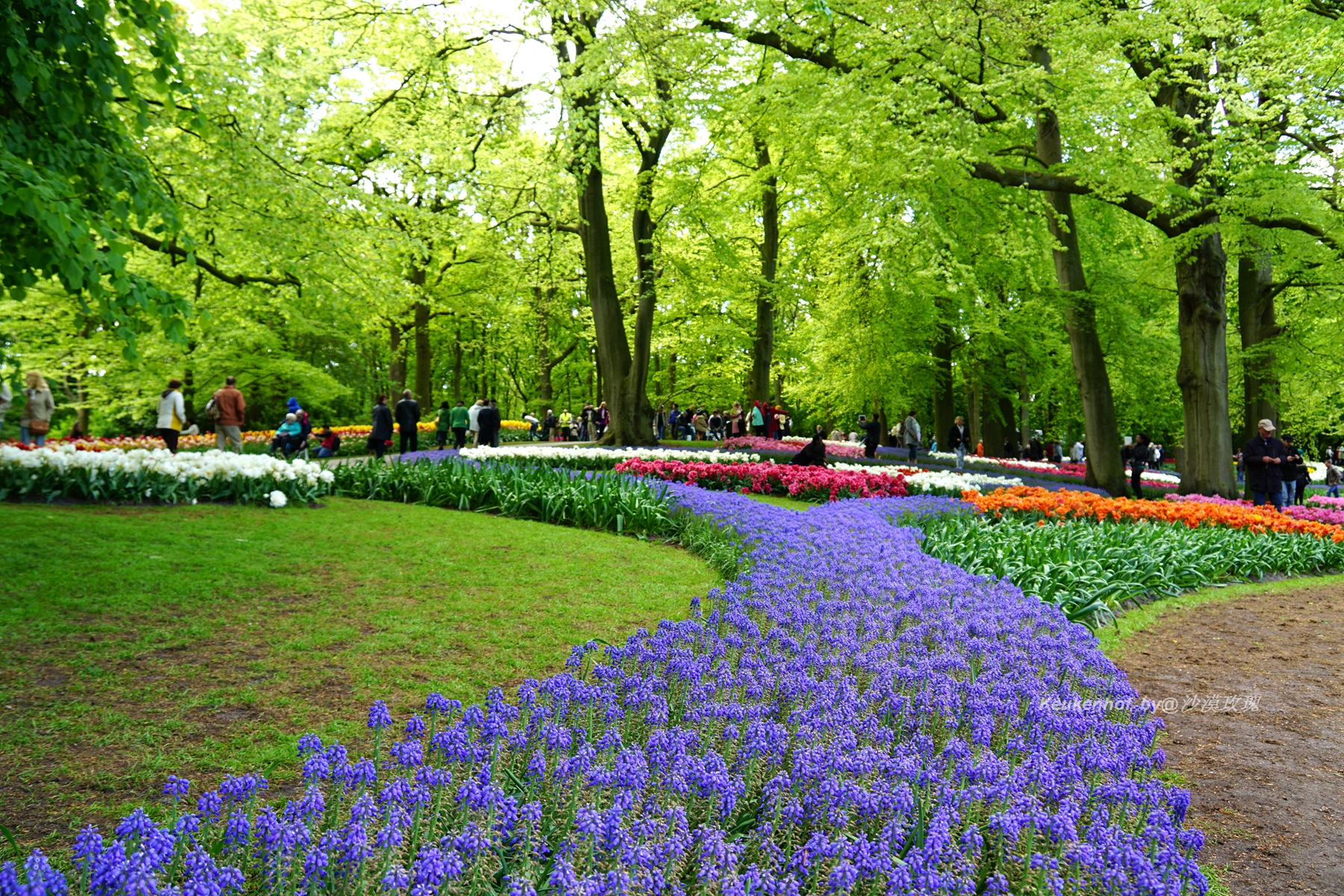 带你观赏荷兰郁金香,荷兰郁金香花海什么时候开