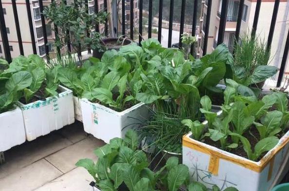 室内养花种菜工具箱,用泡沫箱可以做厨余垃圾堆肥水吗