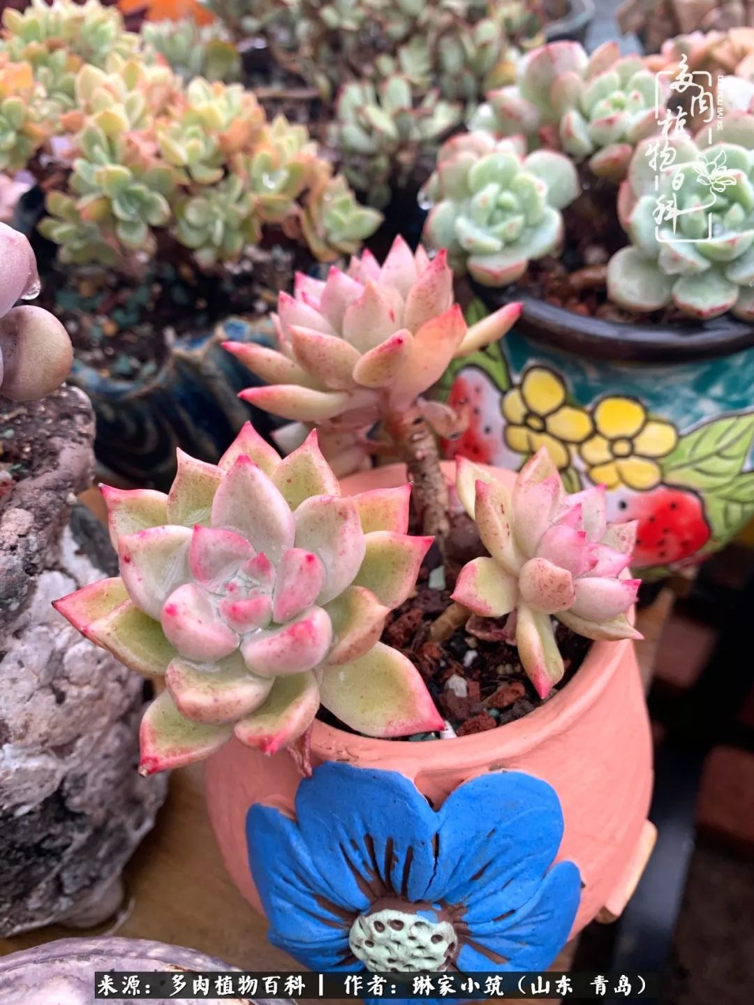 多肉冬季搬进屋里前需要浇水么,多肉过冬