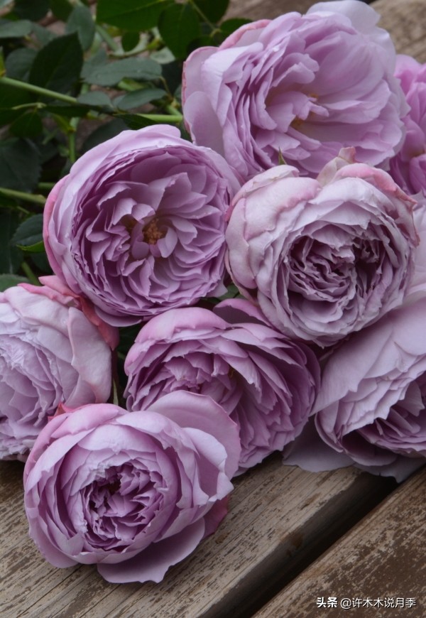 30种黄色月季,10种超美的蓝色月季