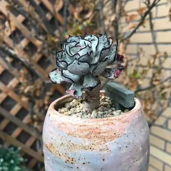 世界上最稀有最名贵的花,世界上最漂亮名贵的花