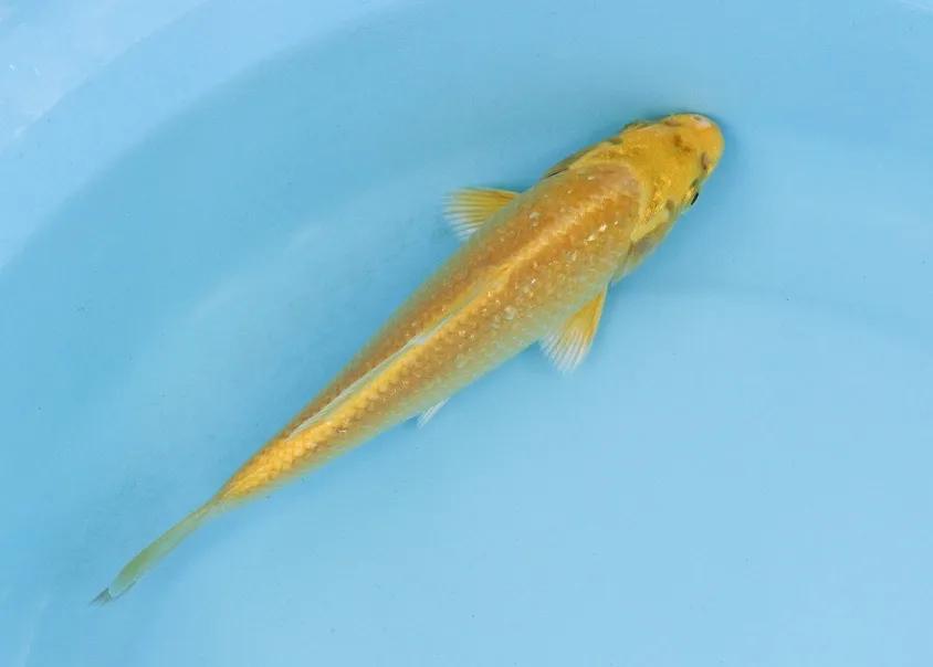 锦鲤充血病的防治方法,锦鲤充血怎么处理