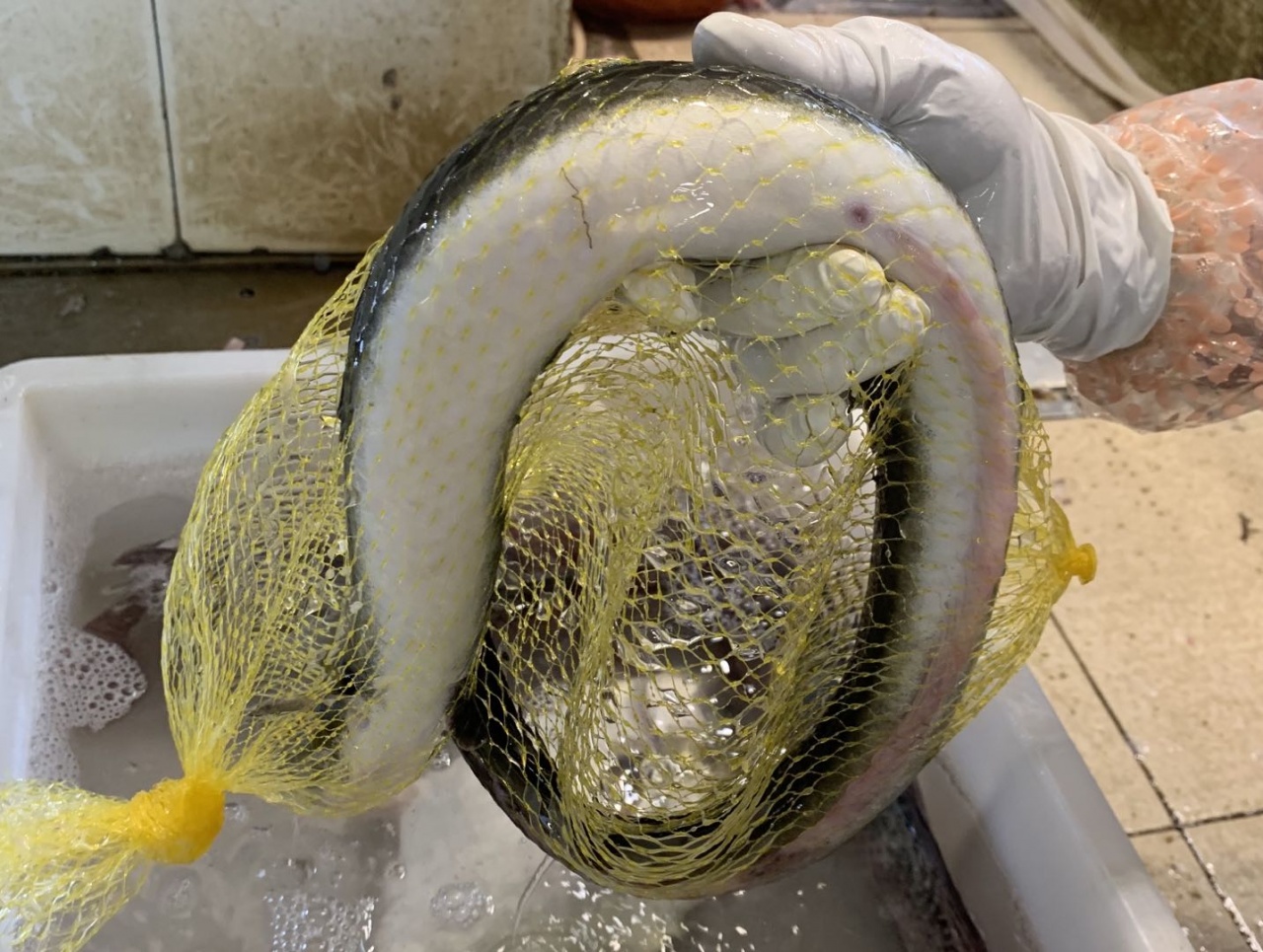 去北海在哪里买海鲜比较划算,北海的海鲜便宜还是防城港的便宜