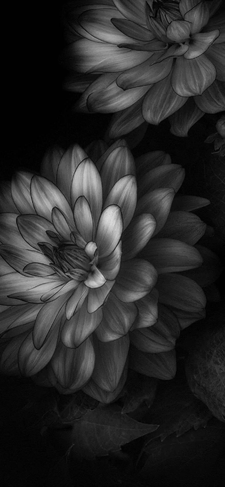 黑白经典手机壁纸,黑白手机壁纸简约经典