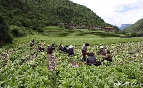 农村适合夫妻创业项目,农村女人在家创业的十个项目