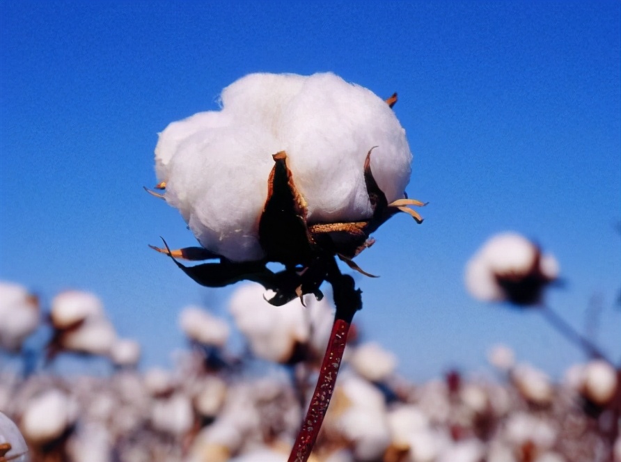 卫生巾科普使用卫生巾的6大误区,卫生巾使用需注意几点更健康