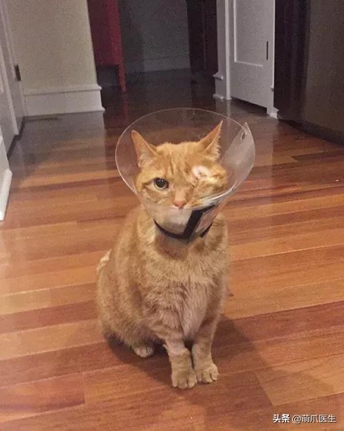 猫咪舔鼻子代表着什么,猫咪舔鼻子是什么原因