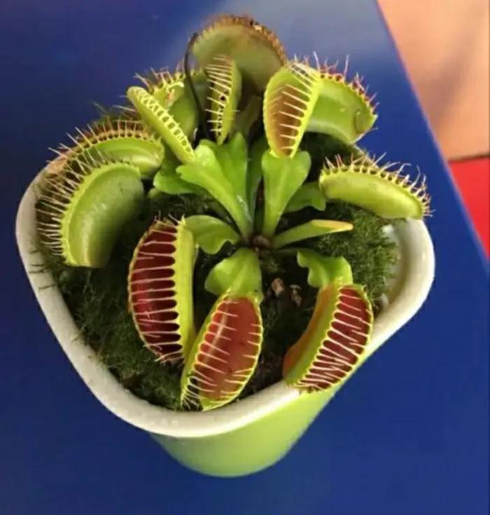 能有效驱蚊的植物,十种驱蚊最好的植物