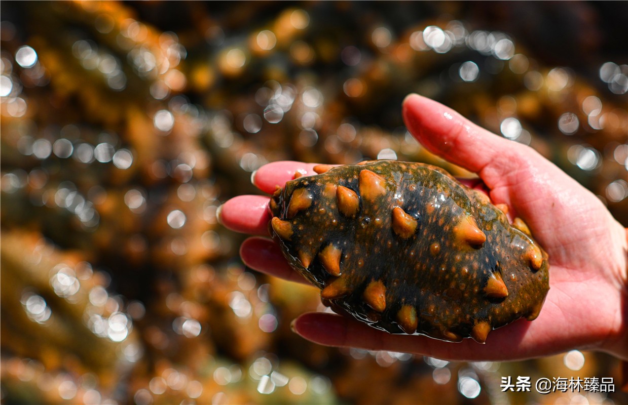 野生海参探店,野生海参采捕视频大全