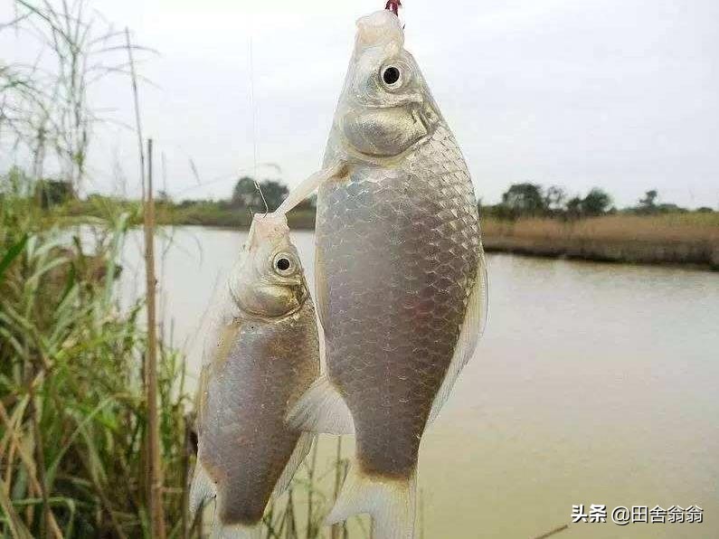 冬季海竿串钩钓鲫鱼用什么钩好,冬季海竿串钩钓鲫鱼不上鱼的原因