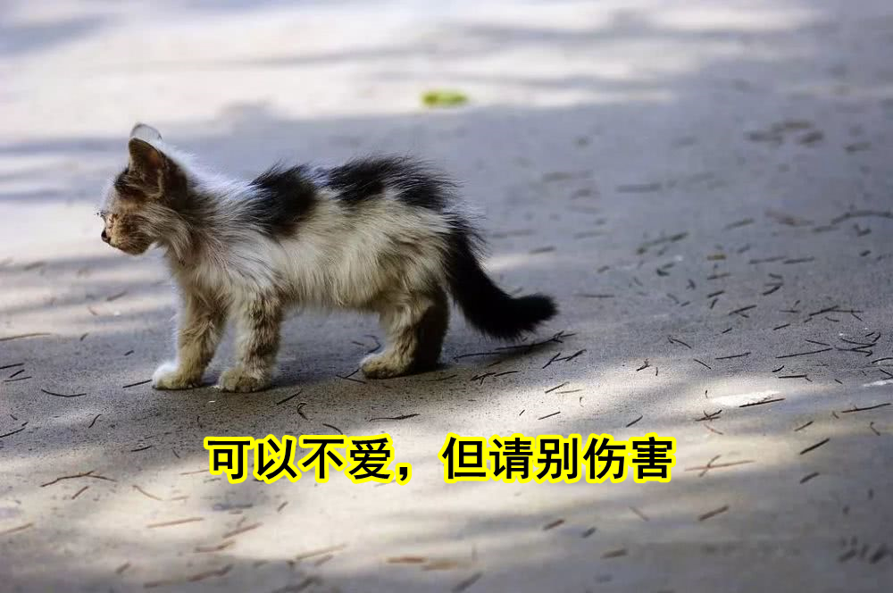养猫反而焦虑了,养猫养狗的人洞察人性