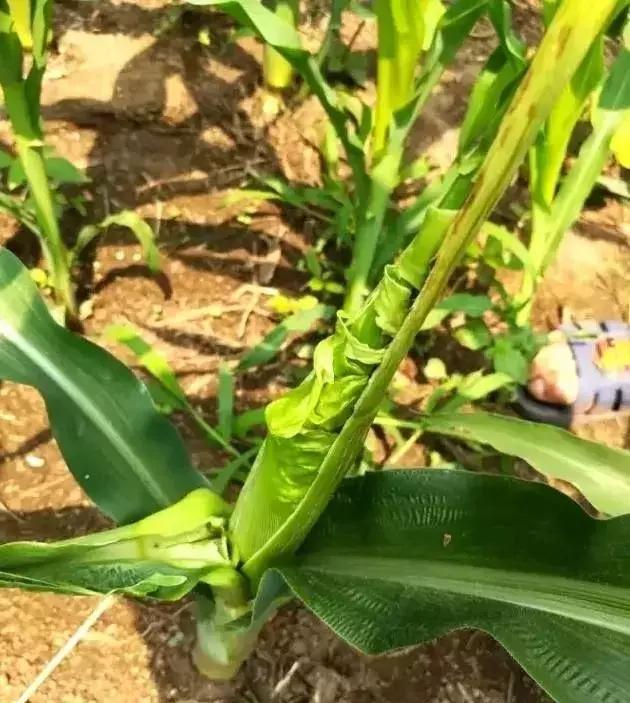 玉米大面积卷叶是怎么回事呢,玉米卷叶的原因和解决方法