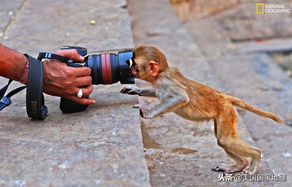 一叶一菩提由来,一叶一菩提是什么特色