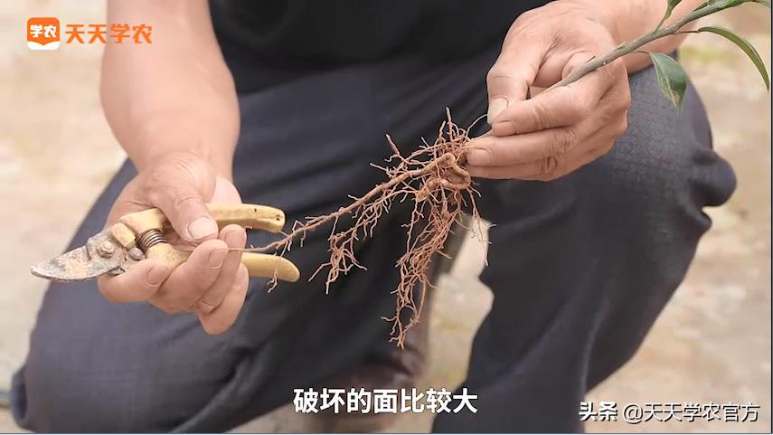 神奇“靠砧”术！轻松提升产量、降低成本！操作成功秘诀在这里