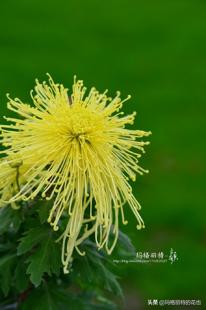 历史悠久的十大名花（海量美图），你选哪个做国花？