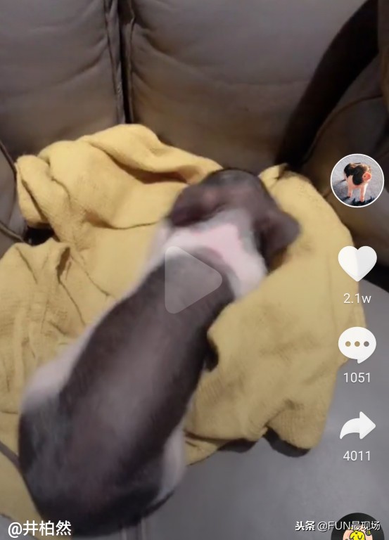 井柏然抖音小猪,井柏然给白敬亭送小猪佩奇