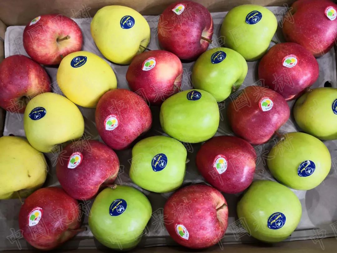 果树种植产业发展特点,果树产业介绍