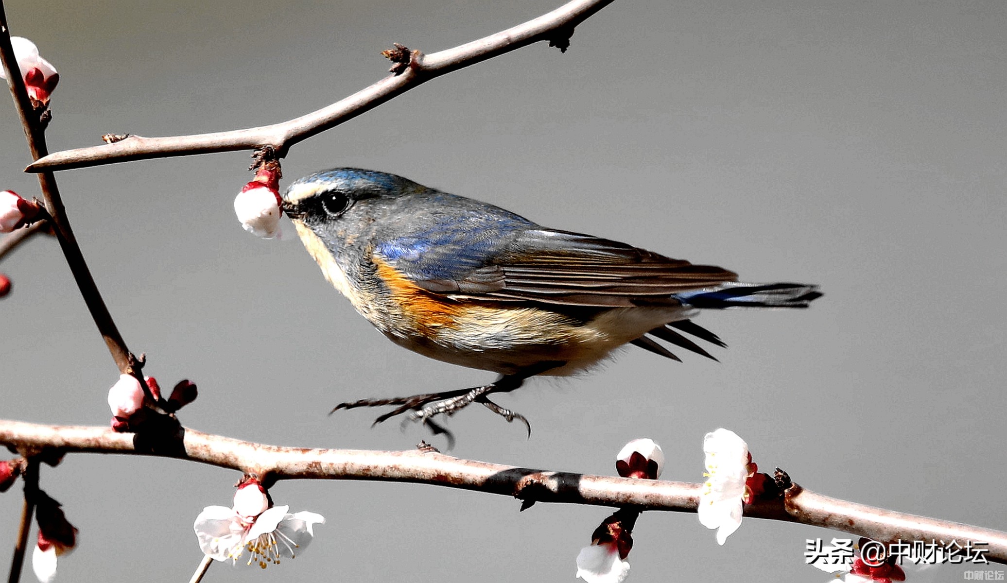 燕子日子,看燕子的图片