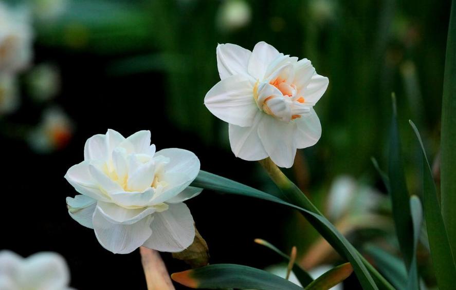 水仙花叶太多下垂,水仙花下垂了怎么补救