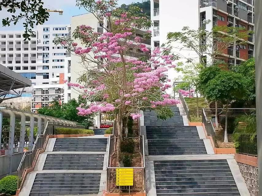 深圳市高中重本上线排名,红岭集团大鹏校区2023年重本率