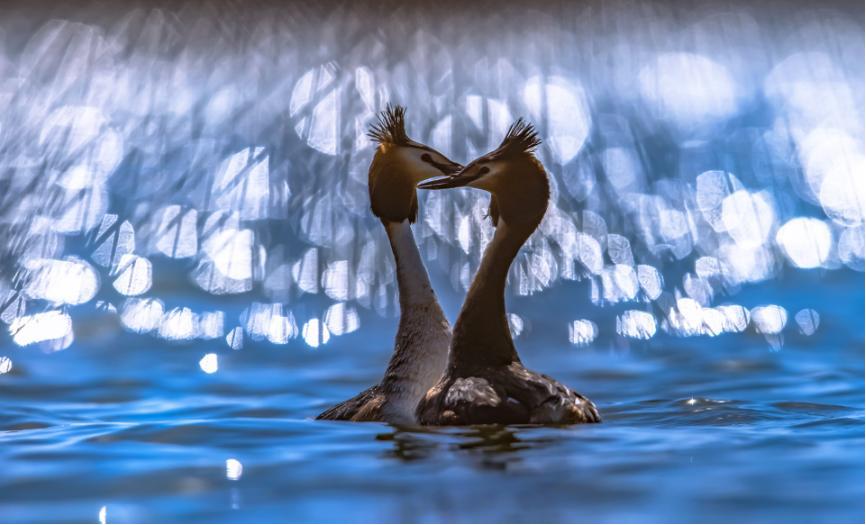 佳能eos鸟眼对焦,佳能拍飞鸟对焦最佳方法