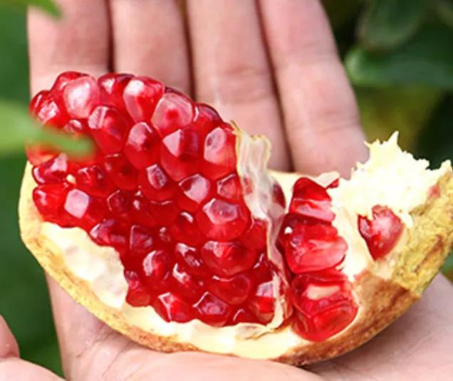 大理宾川软籽石榴园,宾川突尼斯软籽石榴图片