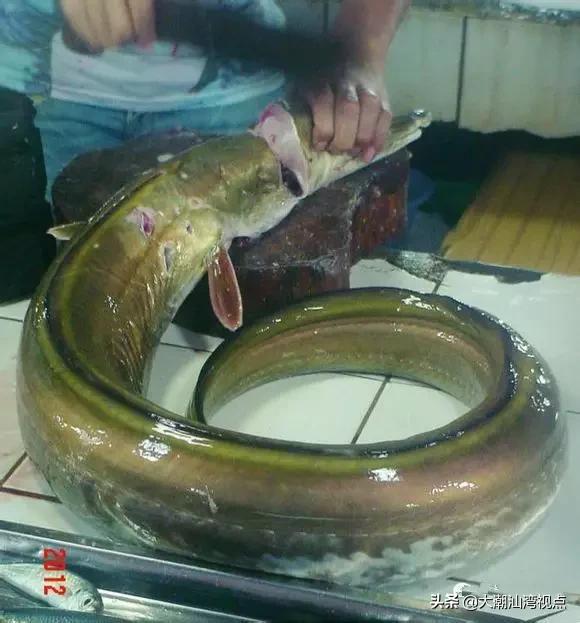 作为潮汕人，这89种海鲜你都能对上号吗