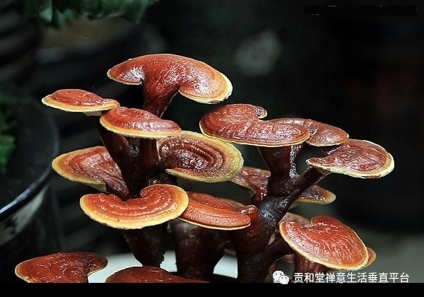 贡享和谐和济共生—贡和堂品牌文化及平台介绍