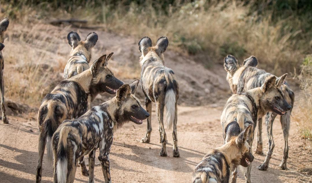 顶级捕猎者狩猎场面,狼群捕猎瞬间