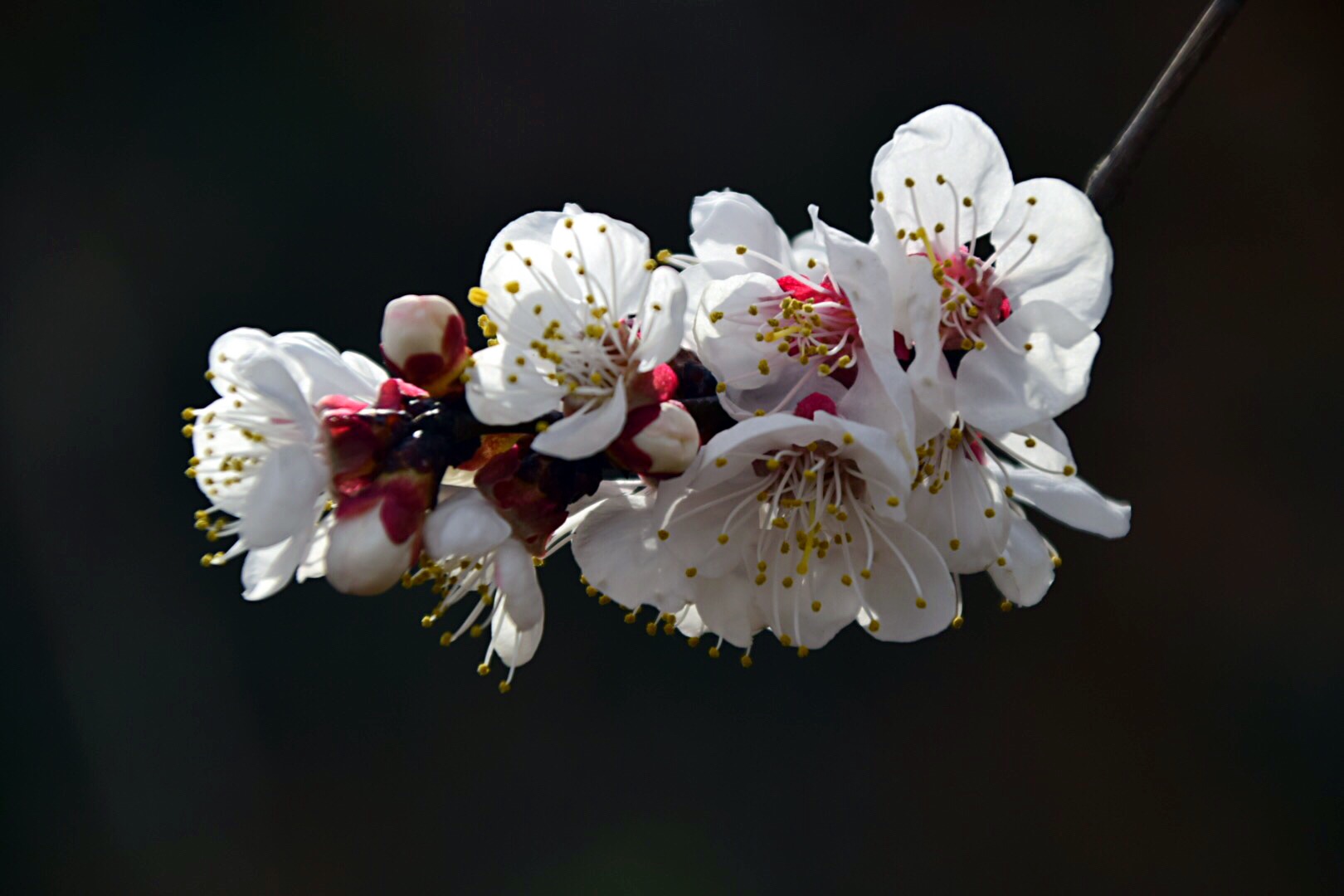 漂亮的杏花在枝头绽放,杏花盛开姹紫嫣红春意盎然