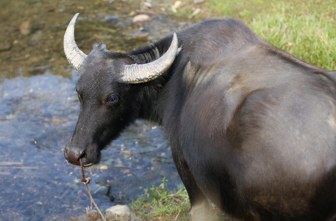 水牛为什么和黄牛不一样,水牛的力气比黄牛大多少