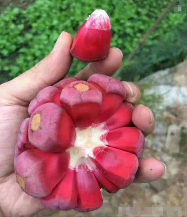 像葡萄荔枝味的水果,一种像菠萝一样的水果