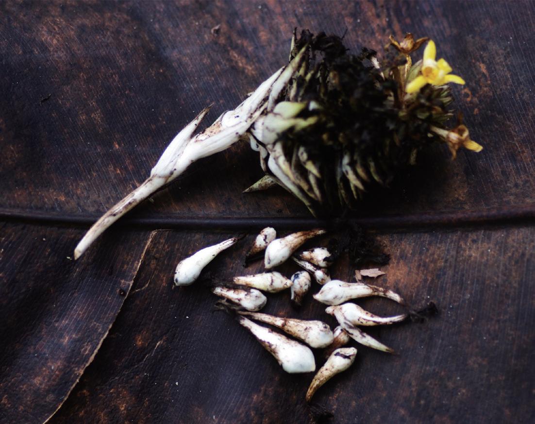 海南热带水果神秘果,仙蜜果是什么