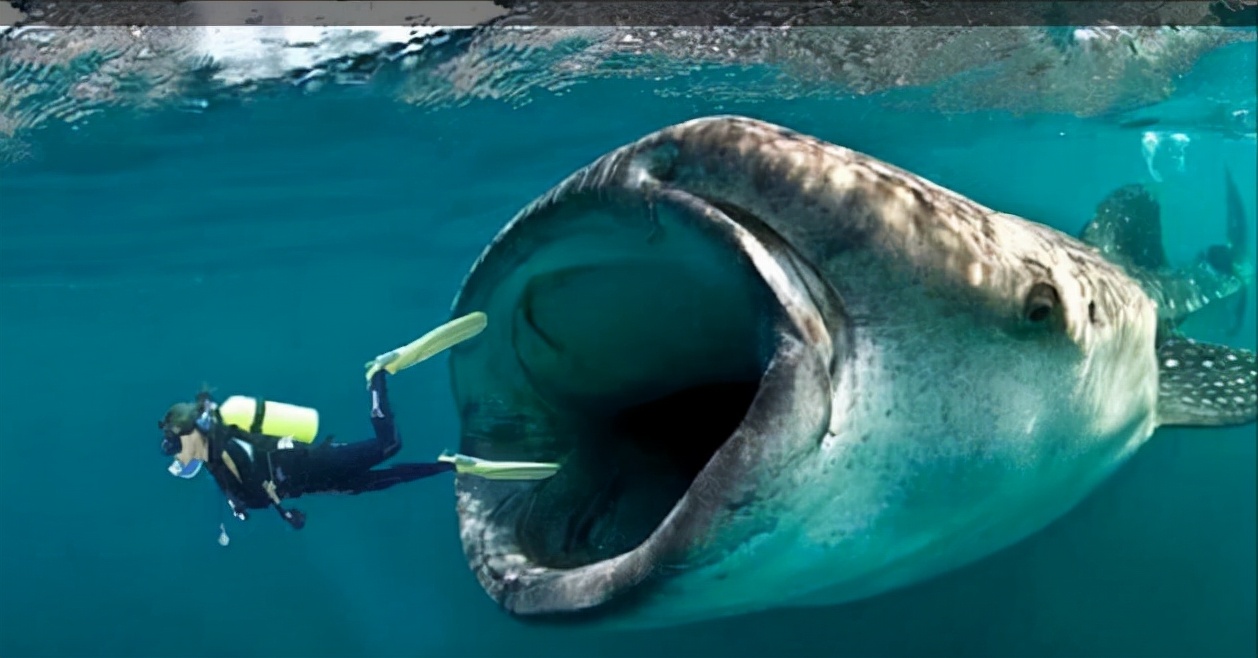 在鲸鱼肚子里是什么感觉,在鲸鱼肚子会经历什么