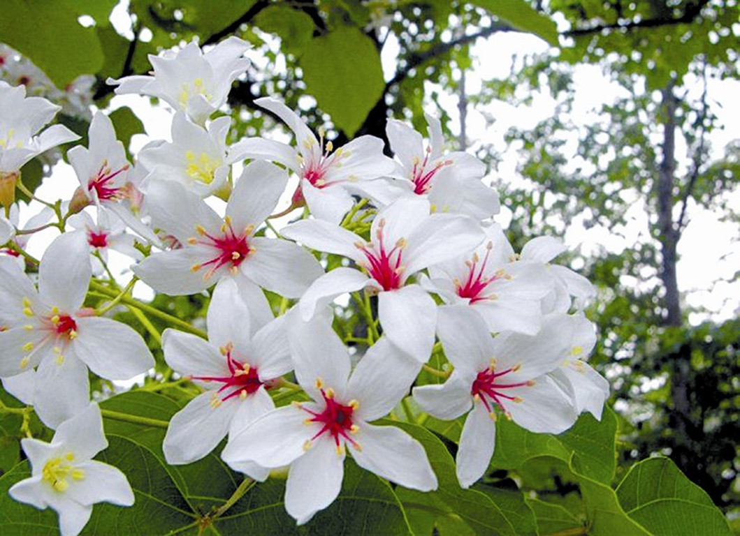 油桐开花,油桐花的花语情窦初开