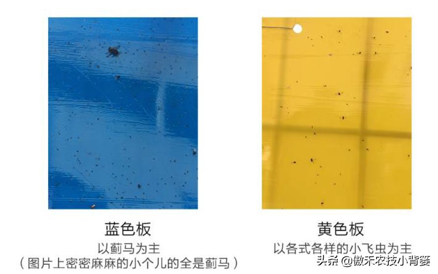 种植的蔬菜有蚜虫怎么治,蔬菜上蚜虫最简单有效的防治方法