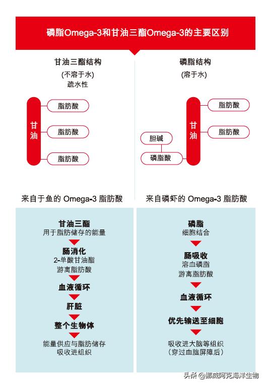omega-3是一个怎样的存在,omega-3怎么补充