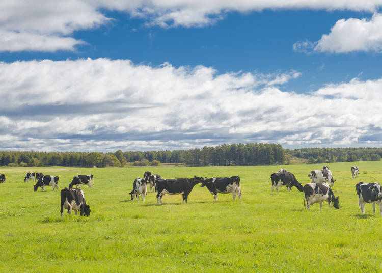 日本牛奶甜的,日本牛奶小秘密