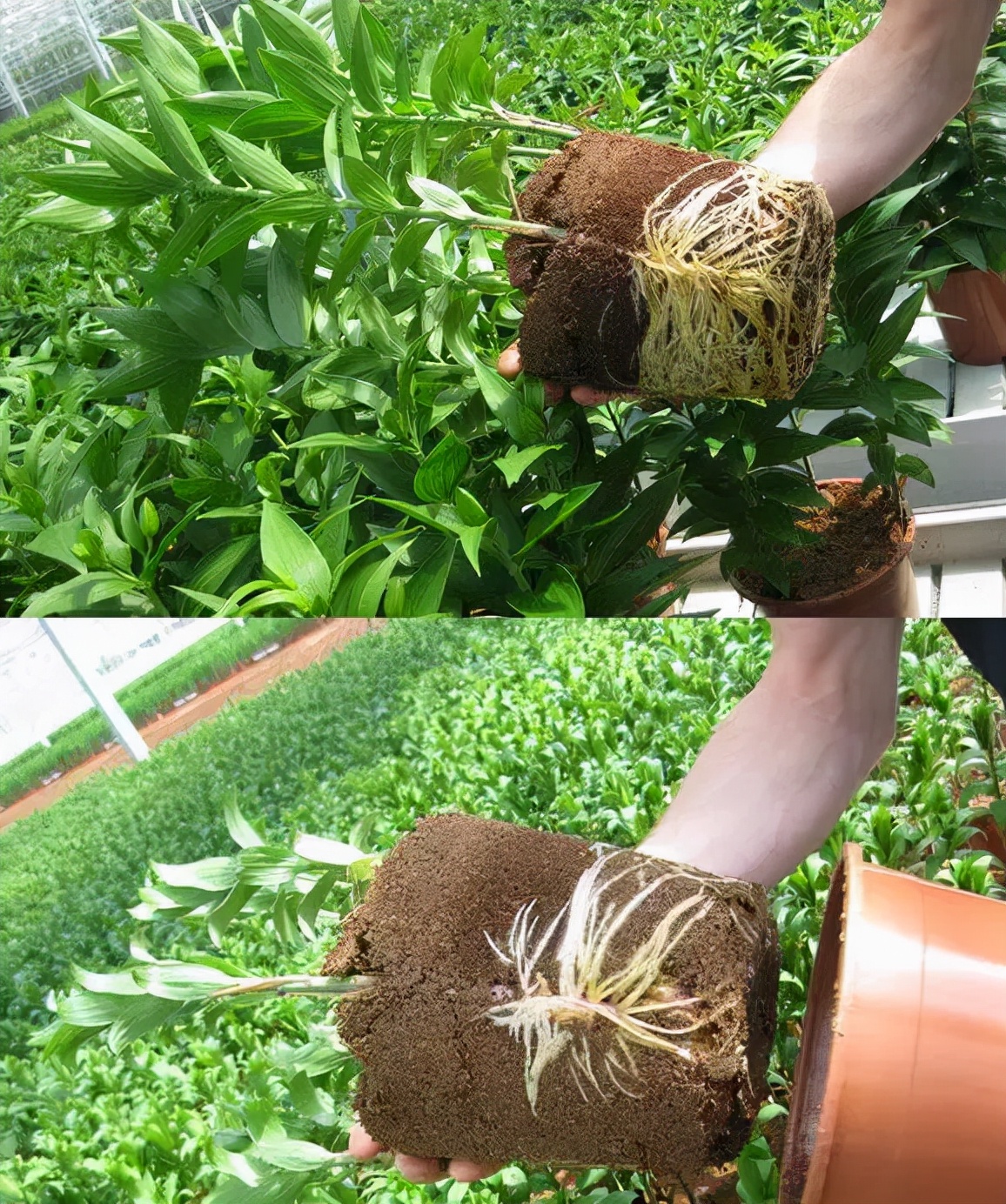 卷丹百合种球繁殖步骤图解,百合种球萌芽1厘米了怎么养护