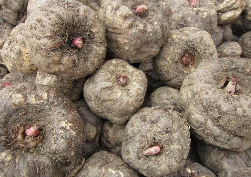 魔芋高产栽培新技术是什么,魔芋种植有哪些技术要点