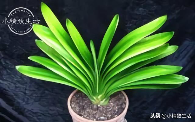 养君子兰需要什么条件才能开花,君子兰怎么养护才能让它开花