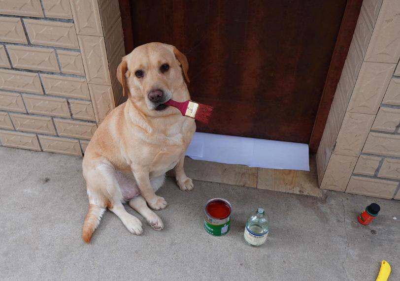 能看着而且很忠诚颜值高的四种狗,这6种狗高颜值性格好适合家里养