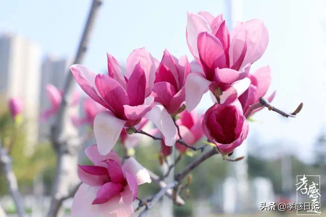 孝感出发旅游攻略路线,湖北孝感的旅游攻略