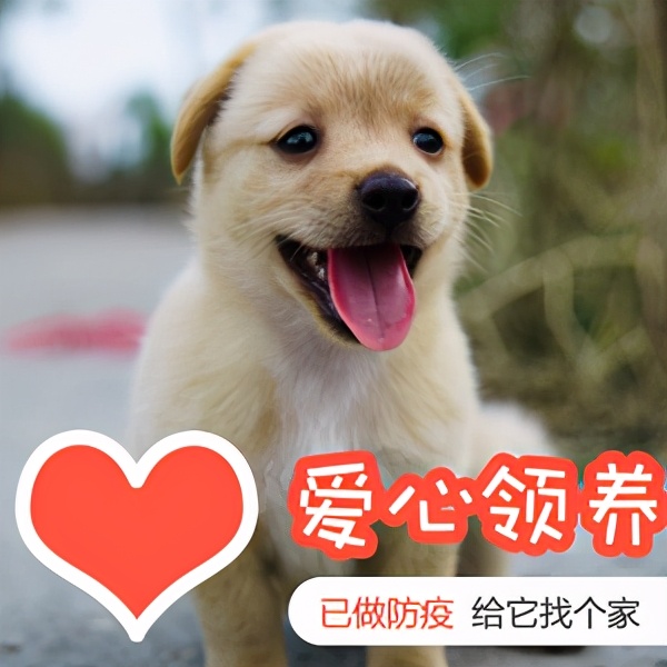 为什么要提倡领养代替买卖,为什么要提倡领养代替购买