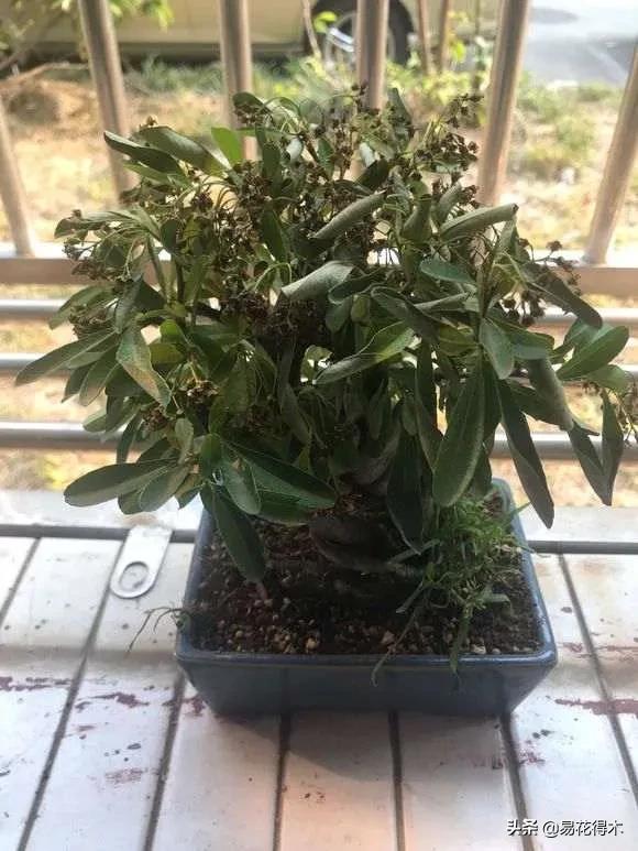 盆栽枯萎什么原因,家里的盆栽总是蔫